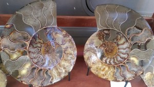 Ammonite Pair       