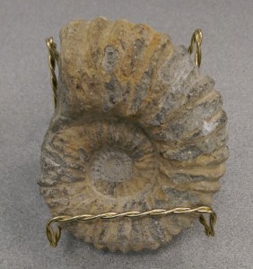 Fossil Ammonite            