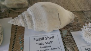 Fossil Shell             