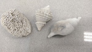 Fossil Shells, Florida             