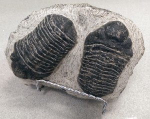 Fossil Trilobite Pair             