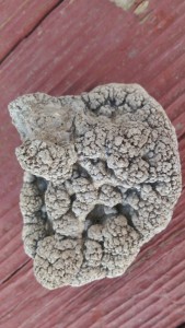 Fossil Stramatolite, California                