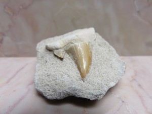Fossil Shark Tooth, Morocco              