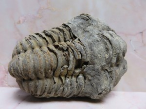 Fossil Trilobite, Morocco               