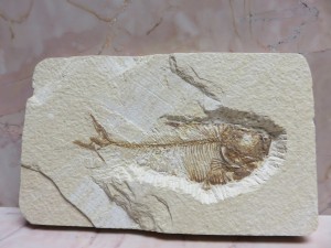 Fossil Fish, Wyoming               